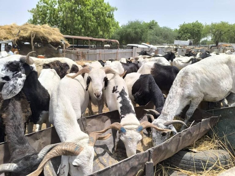 F Te De Tabaski Le Prix Des Moutons Varie Entre Et Fcfa