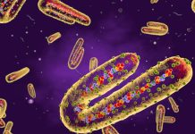 Premier Cas de Virus Marburg en ÉThiopie Premier Cas de Virus Marburg en ÉThiopie