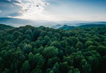 Les Forêts Africaines Passent de Puits de Carbone à Sources Les Forêts Africaines Passent de Puits de Carbone à Sources