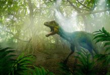 Découverte de Traces de Dinosaures en Afrique du Sud Découverte de Traces de Dinosaures en Afrique du Sud