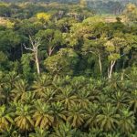 Une Initiative pour Protéger et Valoriser les Forêts D’Afrique Une Initiative pour Protéger et Valoriser les Forêts D’Afrique
