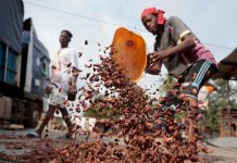 Reprise des Achats de Cacao en Côte D’Ivoire Reprise des Achats de Cacao en Côte D'Ivoire