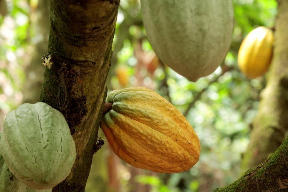 La Côte D’Ivoire Apaise les Protestations des Cacaoiculteurs La Côte D’Ivoire Apaise les Protestations des Cacaoiculteurs