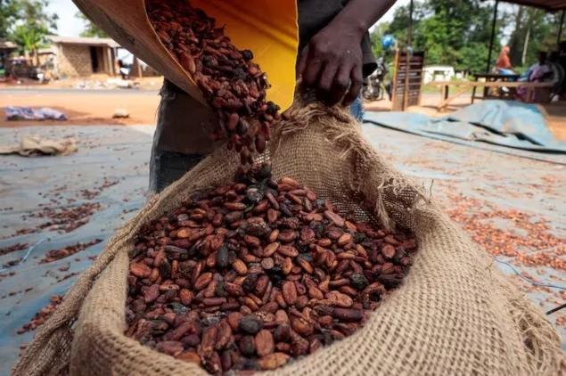 La Côte D’Ivoire Prévoit Plus de Cacao La Côte D’Ivoire Prévoit Plus de Cacao