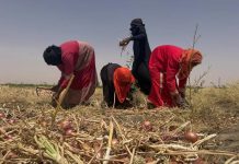 La Guerre Américaine Contre L’Iran Menace L’Agriculture au Soudan La Guerre Américaine Contre L'Iran Menace L'Agriculture au Soudan