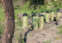 تمويل للطاقة الشمسية ينقذ غابات زامبيا تمويل للطاقة الشمسية ينقذ غابات زامبيا