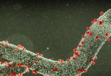 ارتفاع وفيات فيروس ماربورغ في إثيوبيا ارتفاع وفيات فيروس ماربورغ في إثيوبيا