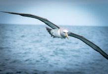 إنقاذ طيور القطرس المهددة في جنوب أفريقيا إنقاذ طيور القطرس المهددة في جنوب أفريقيا