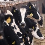 “بلدنا” القطرية تستورد 30 ألف بقرة لمشروعها في الجزائر "بلدنا" القطرية تستورد 30 ألف بقرة لمشروعها في الجزائر