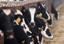 “بلدنا” القطرية تستورد 30 ألف بقرة لمشروعها في الجزائر "بلدنا" القطرية تستورد 30 ألف بقرة لمشروعها في الجزائر