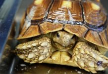 اكتشاف أقدم سلحفاة بحرية عملاقة تعود إلى 66 مليون عام في صحراء مصر اكتشاف أقدم سلحفاة بحرية عملاقة تعود إلى 66 مليون عام في صحراء مصر