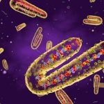 Marburg Virus Emerges in Ethiopia Amid Containment Efforts Marburg Virus Emerges in Ethiopia Amid Containment Efforts