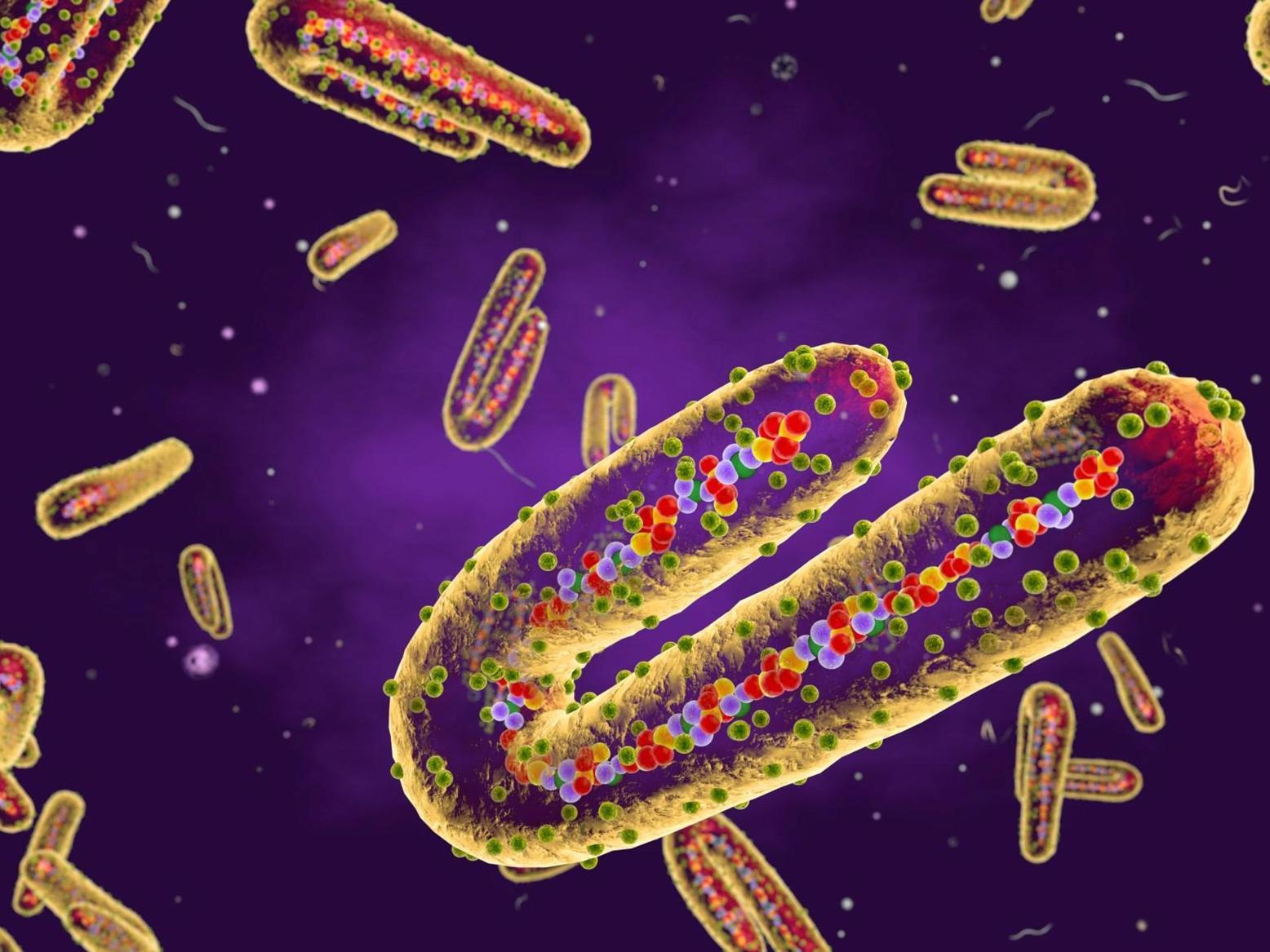 Marburg Virus Emerges in Ethiopia Amid Containment Efforts Marburg Virus Emerges in Ethiopia Amid Containment Efforts