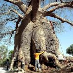 Baobab, the Tree of Life at Risk from Climate Change Baobab, the Tree of Life at Risk from Climate Change