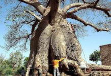 Baobab, the Tree of Life at Risk from Climate Change Baobab, the Tree of Life at Risk from Climate Change