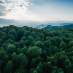 Africa’S Forests Shift from Carbon Sink to Carbon Source Africa'S Forests Shift from Carbon Sink to Carbon Source