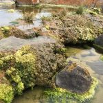 Scientists Find ‘Living Rocks’ in South Africa Scientists Find 'Living Rocks' in South Africa