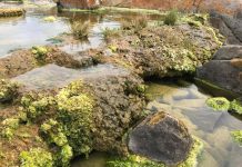 Scientists Find ‘Living Rocks’ in South Africa Scientists Find 'Living Rocks' in South Africa