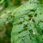 Crop Pests and Food Losses Worsen Due to Climate Crisis Crop Pests and Food Losses Worsen Due to Climate Crisis