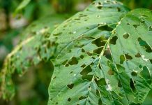 Crop Pests and Food Losses Worsen Due to Climate Crisis Crop Pests and Food Losses Worsen Due to Climate Crisis