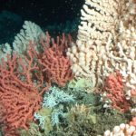 Study: Ocean Acidification has Entered a Critical Stage Study: Ocean Acidification has Entered a Critical Stage