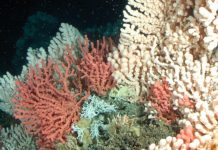 Study: Ocean Acidification has Entered a Critical Stage Study: Ocean Acidification has Entered a Critical Stage