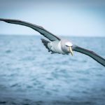 Protecting South Africa’S Albatross from Fishing Dangers Protecting South Africa'S Albatross from Fishing Dangers