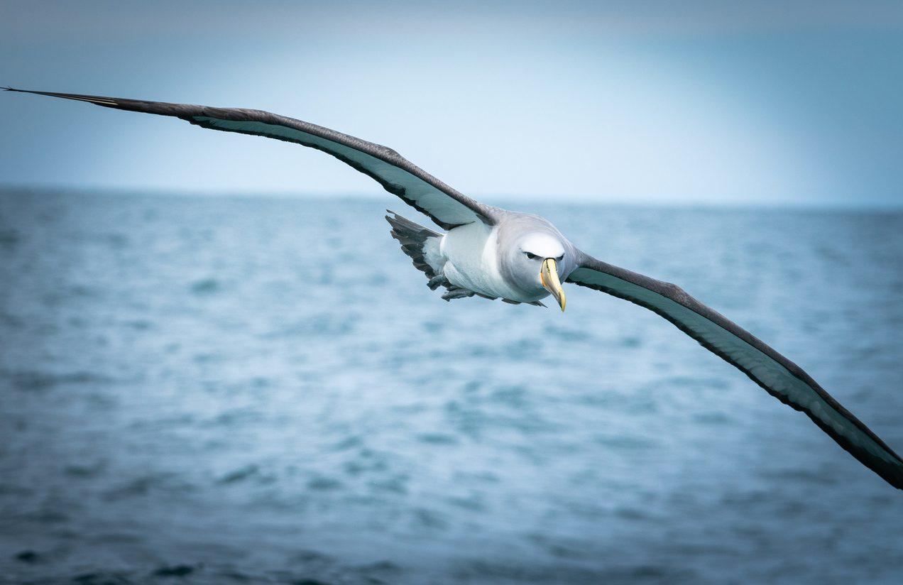 Protecting South Africa'S Albatross from Fishing Dangers Protecting South Africa'S Albatross from Fishing Dangers