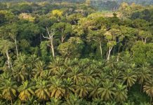New Initiative to Protect and Grow Africa’S Forest Economy New Initiative to Protect and Grow Africa’S Forest Economy