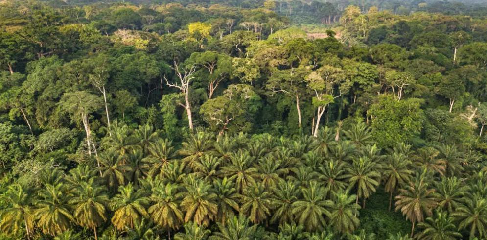 New Initiative to Protect and Grow Africa’S Forest Economy New Initiative to Protect and Grow Africa’S Forest Economy