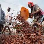Cocoa Purchases Resume in Ivory Coast after Premium Cancellation Cocoa Purchases Resume in Ivory Coast after Premium Cancellation