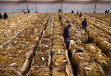 Tobacco volumes jump 59% as prices remain depressed Tobacco volumes jump 59% as prices remain depressed