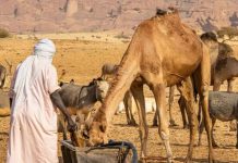 At least 42 killed in Chad after water well dispute escalates At least 42 killed in Chad after water well dispute escalates