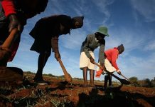 Zimbabwe Returns 67 Farms to Europeans Zimbabwe Returns 67 Farms to Europeans