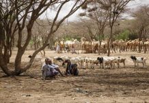 6 Million Face Famine Risk in Somalia 6 Million Face Famine Risk in Somalia