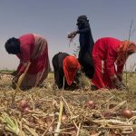 The American War on Iran Threatens Agriculture in Sudan The American War on Iran Threatens Agriculture in Sudan