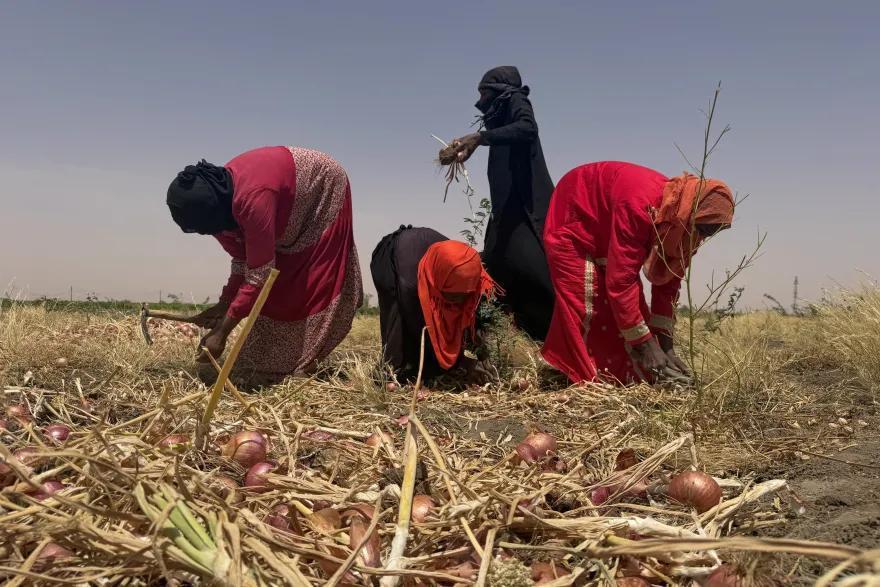 The American War on Iran Threatens Agriculture in Sudan The American War on Iran Threatens Agriculture in Sudan