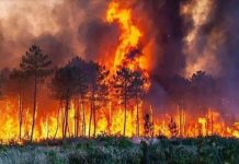 ارتفاع حصيلة ضحايا حرائق الجزائر إلى 73 قتيلاً ارتفاع حصيلة ضحايا حرائق الجزائر إلى 73 قتيلاً