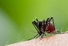 البعوض يحول حياة السكان بأدرار إلى جحيم