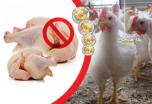 حملة فايسبوكية لمقاطعة شراء الدجاج تحت شعار “خليه يربي الريش”