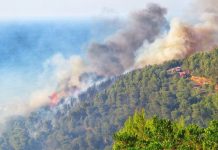 موجة حرائق جديدة بغابات بجاية وعين الدفلى