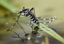 بعوض النمر يحوّل حياة الجزائريين إلى جحيم