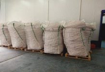 هذه كمية البطاطا التي ستُصدر من الوادي نحو إسبانيا هذه كمية البطاطا التي ستُصدر من الوادي نحو إسبانيا