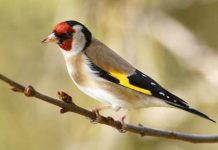 استرجاع أزيد من 2000 طائر “مقنين” مهرب في 2020 استرجاع أزيد من 2000 طائر “مقنين” مهرب في 2020