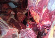بالصور.. حجز لحوم بغال موجهة للتسويق بباتنة بالصور.. حجز لحوم بغال موجهة للتسويق بباتنة