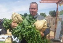 نجاح “مذهل” لزراعة البنجر السكري بالجنوب نجاح “مذهل” لزراعة البنجر السكري بالجنوب