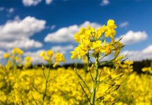 هذه المصانع ستحول إنتاج 50 ألف هكتار من السلجم إلى زيوت هذه المصانع ستحول إنتاج 50 ألف هكتار من السلجم إلى زيوت