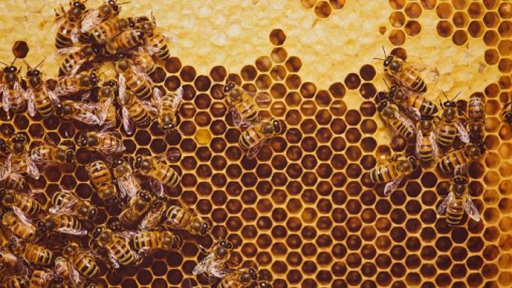 اكتشاف آثار إشعاع نووي في العسل الأميركي