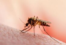 نصائح للحماية من لدغات البعوض نصائح للحماية من لدغات البعوض