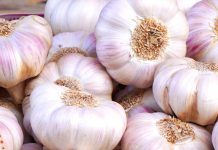 الثوم يقضي على الفيروسات والبكتيريا ويكافح السرطان الثوم يقضي على الفيروسات والبكتيريا ويكافح السرطان